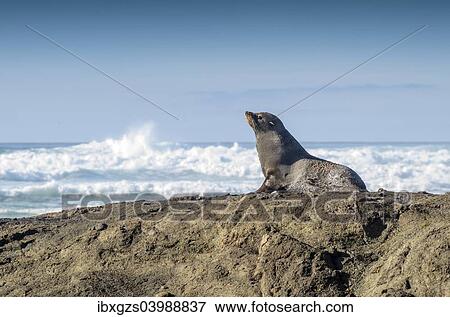 "New Zealand Fur Seal (Arctocephalus forsteri), Otago Region, South Island, New Zealand, Oceania" View Large Photo Image Stock Photo - "New Zealand Fur Seal (Arctocephalus forsteri), Otago Region, South Island, New Zealand, Oceania". Fotosearch