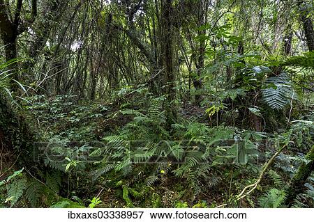 "New Zealand jungle with Silver Ferns (Cyathea dealbata), Ruatapu, West Coast Region, New Zealand, Oceania" View Large Photo Image Stock Photo - "New Zealand jungle with Silver Ferns (Cyathea dealbata), Ruatapu, West Coast Region, New Zealand, Oceania". Fotosearch