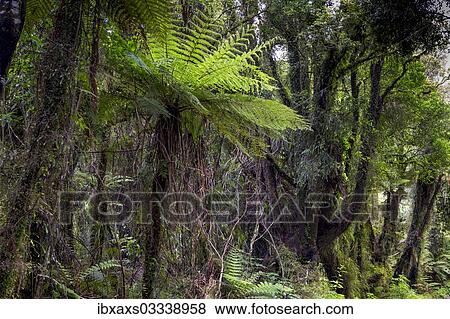 "New Zealand jungle with Silver Ferns (Cyathea dealbata), Ruatapu, West Coast Region, New Zealand, Oceania" View Large Photo Image Stock Photo - "New Zealand jungle with Silver Ferns (Cyathea dealbata), Ruatapu, West Coast Region, New Zealand, Oceania". Fotosearch