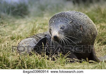 Picture - "New Zealand sea lion (Phocarctos hookeri) pup, lying on grass, scratching with flipper, Moeraki, South Island, New Zealand, Oceania". Fotosearch
