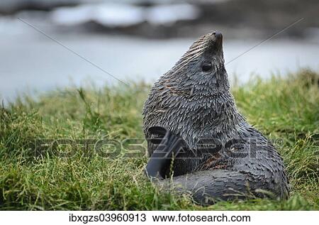 "New Zealand sea lion (Phocarctos hookeri) pup, lying on grass, scratching with flipper, Moeraki, South Island, New Zealand, Oceania" View Large Photo Image Stock Image - "New Zealand sea lion (Phocarctos hookeri) pup, lying on grass, scratching with flipper, Moeraki, South Island, New Zealand, Oceania". Fotosearch