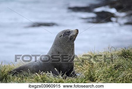Stock Photography - "New Zealand sea lion (Phocarctos hookeri) on grass, Moeraki, South Island, New Zealand, Oceania". Fotosearch