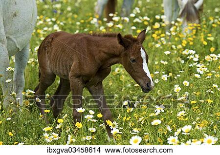 Picture - "Newborn Arabian foal taking its first steps on a flower meadow, Andalusia, Spain, Europe". Fotosearch