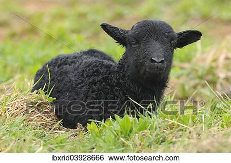 "Newborn black lamb on a meadow, Heligoland, Schleswig-Holstein, Germany, Europe" View Large Photo Image Stock Photograph - "Newborn black lamb on a meadow, Heligoland, Schleswig-Holstein, Germany, Europe". Fotosearch