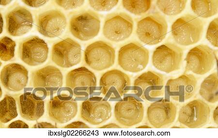 "Newly-created wax comb of the honey bee (Apis mellifera var carnica) with larvae, worker bees, c. 5-9 days, in jelly" View Large Photo Image Stock Image - "Newly-created wax comb of the honey bee (Apis mellifera var carnica) with larvae, worker bees, c. 5-9 days, in jelly". Fotosearch