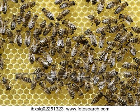 Newly developed honeycomb with worker bees (Apis mellifera var. carnica) View Large Photo Image Stock Image - Newly developed honeycomb with worker bees (Apis mellifera var. carnica). Fotosearch
