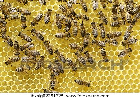 Stock Photography - Newly developed honeycomb with worker bees (Apis mellifera var. carnica). Fotosearch