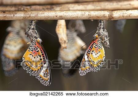 "Newly emerged butterflies of the genus Cethosia, Siem Reap, Cambodia, Southeast Asia, Asia" View Large Photo Image Stock Photography - "Newly emerged butterflies of the genus Cethosia, Siem Reap, Cambodia, Southeast Asia, Asia". Fotosearch