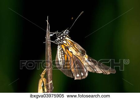 "Newly hatched butterfly of a Heliconius species, unfolding its wings, Tambopata National Reserve, Madre de Dios region, Peru, South America" View Large Photo Image Stock Photography - "Newly hatched butterfly of a Heliconius species, unfolding its wings, Tambopata National Reserve, Madre de Dios region, Peru, South America". Fotosearch
