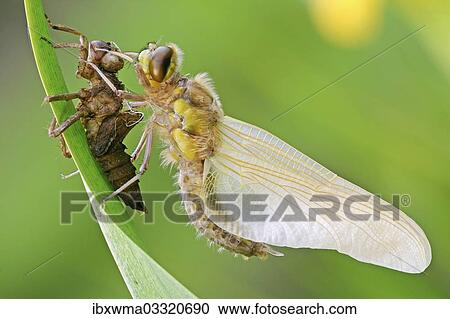 "Newly hatched Four-spotted Chaser (Libellula quadrimaculata) with exuviae, North Hesse, Hesse, Germany, Europe" View Large Photo Image Stock Image - "Newly hatched Four-spotted Chaser (Libellula quadrimaculata) with exuviae, North Hesse, Hesse, Germany, Europe". Fotosearch