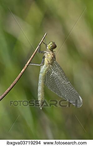 "Newly hatched Spotted Darter (Sympetrum depessiusculum), Canton of Geneva, Switzerland, Europe" View Large Photo Image Picture - "Newly hatched Spotted Darter (Sympetrum depessiusculum), Canton of Geneva, Switzerland, Europe". Fotosearch