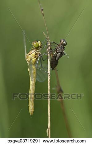 "Newly hatched Spotted Darter (Sympetrum depessiusculum) with exuvia, Canton of Geneva, Switzerland, Europe" View Large Photo Image Stock Image - "Newly hatched Spotted Darter (Sympetrum depessiusculum) with exuvia, Canton of Geneva, Switzerland, Europe". Fotosearch