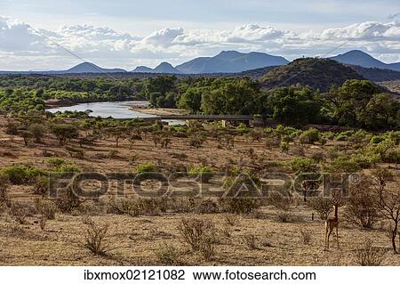 "Ng'iro Bridge crossing the Ewaso Ng'iro River in Samburu National Reserve, Kenya, East Africa, Africa, PublicGround, Africa" View Large Photo Image Stock Image - "Ng'iro Bridge crossing the Ewaso Ng'iro River in Samburu National Reserve, Kenya, East Africa, Africa, PublicGround, Africa". Fotosearch