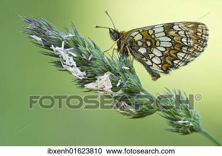 Nickerl's Fritillary (Melitaea aurelia) View Large Photo Image Stock Image - Nickerl's Fritillary (Melitaea aurelia). Fotosearch