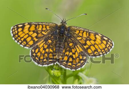 "Nickerl's fritillary (Melitaea aurelia), Burgenland, Austria, Europe" View Large Photo Image Stock Photo - "Nickerl's fritillary (Melitaea aurelia), Burgenland, Austria, Europe". Fotosearch