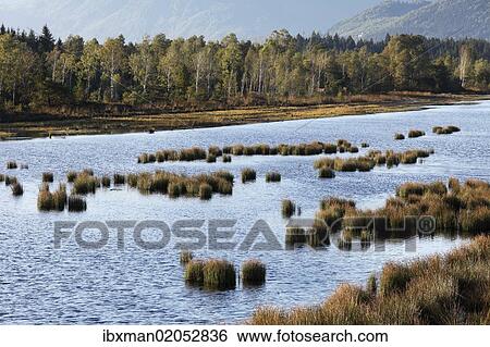 "Nicklheimer Moor, peat bogs between Raubling and Bad Feilnbach, Upper Bavaria, Bavaria, Germany, Europe, PublicGround, Europe" View Large Photo Image Stock Photograph - "Nicklheimer Moor, peat bogs between Raubling and Bad Feilnbach, Upper Bavaria, Bavaria, Germany, Europe, PublicGround, Europe". Fotosearch