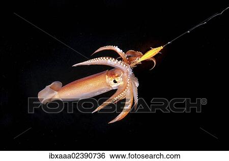 "Night fishing on a squid, Japanese common squid or Japanese flying squid (Todarodes pacificus), Japan sea, Far East, Primorsky Krai, Russia, Europe" View Large Photo Image Stock Photograph - "Night fishing on a squid, Japanese common squid or Japanese flying squid (Todarodes pacificus), Japan sea, Far East, Primorsky Krai, Russia, Europe". Fotosearch