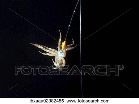 "Night fishing on a squid, Japanese common squid or Japanese flying squid (Todarodes pacificus), Japan Sea, Primorsky Krai, Russian Federation, Far East" View Large Photo Image Stock Photography - "Night fishing on a squid, Japanese common squid or Japanese flying squid (Todarodes pacificus), Japan Sea, Primorsky Krai, Russian Federation, Far East". Fotosearch