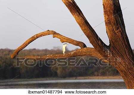 "Night heron (Nycticorax nycticorax) on skeleton tree in the reservoir, Kabini Reservoir, Rajiv Gandhi National Park, Nagarhole National Park, Karnataka, South India, India, South Asia, Asia" View Large Photo Image Picture - "Night heron (Nycticorax nycticorax) on skeleton tree in the reservoir, Kabini Reservoir, Rajiv Gandhi National Park, Nagarhole National Park, Karnataka, South India, India, South Asia, Asia". Fotosearch