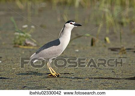 "Night Heron (Nycticorax nycticorax), Lake Kerkini, Greece, Europe" View Large Photo Image Stock Image - "Night Heron (Nycticorax nycticorax), Lake Kerkini, Greece, Europe". Fotosearch