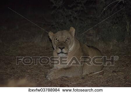 "Night scene, lioness (Panthera leo) yawning, Namibia, Africa" View Large Photo Image Picture - "Night scene, lioness (Panthera leo) yawning, Namibia, Africa". Fotosearch