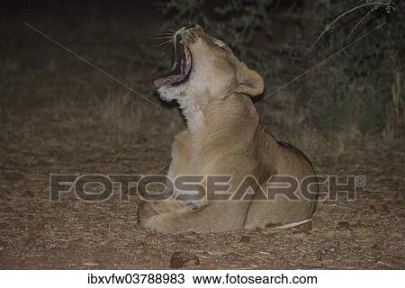 "Night scene, lioness (Panthera leo) yawning, Namibia, Africa" View Large Photo Image Stock Image - "Night scene, lioness (Panthera leo) yawning, Namibia, Africa". Fotosearch