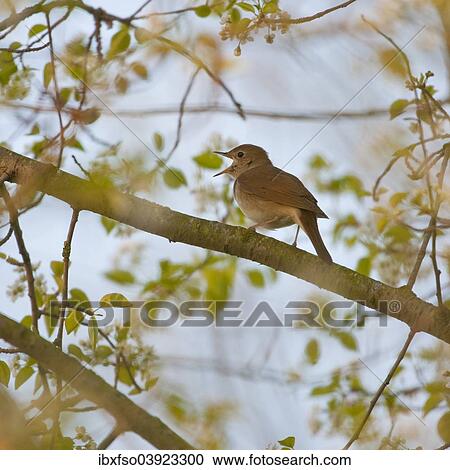 "Nightingale (Luscinia megarhynchos), singing, Thuringia, Germany, Europe" View Large Photo Image Stock Image - "Nightingale (Luscinia megarhynchos), singing, Thuringia, Germany, Europe". Fotosearch