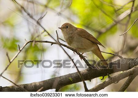 Stock Image - "Nightingale (Luscinia megarhynchos), Thuringia, Germany, Europe". Fotosearch