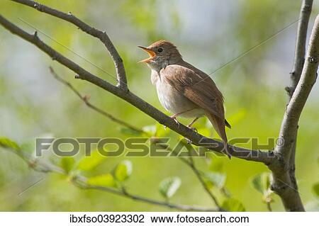 "Nightingale (Luscinia megarhynchos), singing, Thuringia, Germany, Europe" View Large Photo Image Stock Image - "Nightingale (Luscinia megarhynchos), singing, Thuringia, Germany, Europe". Fotosearch
