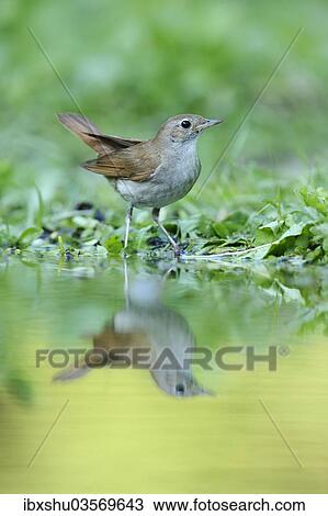 "Nightingale (Luscinia megarhynchos) with its reflection in the water, Rhodopes, Bulgaria, Europe" View Large Photo Image Stock Image - "Nightingale (Luscinia megarhynchos) with its reflection in the water, Rhodopes, Bulgaria, Europe". Fotosearch