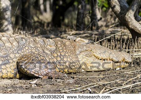 "Nile Crocodile (Crocodylus niloticus), iSimangaliso Wetland Park, St Lucia Estuary, KwaZulu-Natal, South Africa, Africa" View Large Photo Image Picture - "Nile Crocodile (Crocodylus niloticus), iSimangaliso Wetland Park, St Lucia Estuary, KwaZulu-Natal, South Africa, Africa". Fotosearch