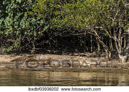 "Nile Crocodile (Crocodylus niloticus) on the shore, iSimangaliso Wetland Park, St Lucia Estuary, KwaZulu-Natal, South Africa, Africa" View Large Photo Image Stock Image - "Nile Crocodile (Crocodylus niloticus) on the shore, iSimangaliso Wetland Park, St Lucia Estuary, KwaZulu-Natal, South Africa, Africa". Fotosearch