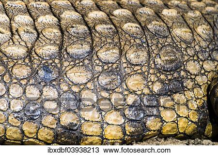 "Nile Crocodile (Crocodylus niloticus), skin detail, iSimangaliso Wetland Park, St Lucia Estuary, KwaZulu-Natal, South Africa, Africa" View Large Photo Image Stock Image - "Nile Crocodile (Crocodylus niloticus), skin detail, iSimangaliso Wetland Park, St Lucia Estuary, KwaZulu-Natal, South Africa, Africa". Fotosearch