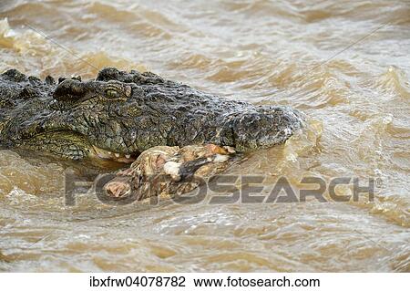 "Nile Crocodile (Crocodylus niloticus) in the Mara River with remnants of a carcass in its mouth, Maasai Mara National Reserve, Kenya, Africa" View Large Photo Image Stock Image - "Nile Crocodile (Crocodylus niloticus) in the Mara River with remnants of a carcass in its mouth, Maasai Mara National Reserve, Kenya, Africa". Fotosearch