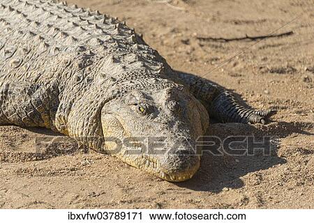 "Nile Crocodile (Crocodylus niloticus), crocodile farm, Otjiwarongo, Namibia, Africa" View Large Photo Image Stock Image - "Nile Crocodile (Crocodylus niloticus), crocodile farm, Otjiwarongo, Namibia, Africa". Fotosearch