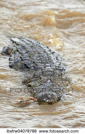 "Nile Crocodile (Crocodylus niloticus) in the Mara River with remnants of a carcass in its mouth, Maasai Mara National Reserve, Kenya, Africa" View Large Photo Image Stock Photo - "Nile Crocodile (Crocodylus niloticus) in the Mara River with remnants of a carcass in its mouth, Maasai Mara National Reserve, Kenya, Africa". Fotosearch