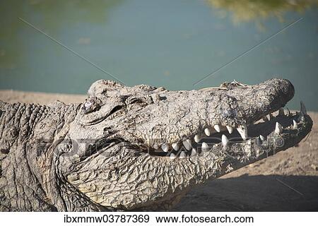 "Nile Crocodile (Crocodylus niloticus), Otjiwarongo Crocodile Ranch, Otjiwarongo, Namibia, Africa" View Large Photo Image Stock Photo - "Nile Crocodile (Crocodylus niloticus), Otjiwarongo Crocodile Ranch, Otjiwarongo, Namibia, Africa". Fotosearch