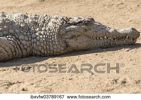 "Nile Crocodile (Crocodylus niloticus), crocodile farm, Otjiwarongo, Namibia, Africa" View Large Photo Image Stock Photo - "Nile Crocodile (Crocodylus niloticus), crocodile farm, Otjiwarongo, Namibia, Africa". Fotosearch