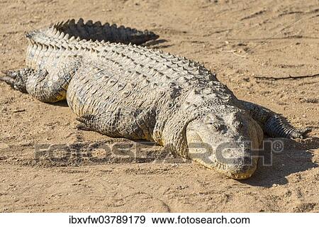 "Nile Crocodile (Crocodylus niloticus), crocodile farm, Otjiwarongo, Namibia, Africa" View Large Photo Image Stock Photo - "Nile Crocodile (Crocodylus niloticus), crocodile farm, Otjiwarongo, Namibia, Africa". Fotosearch