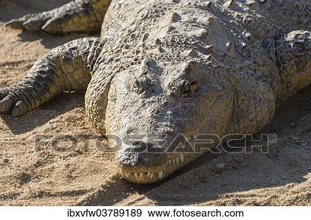 Stock Photo - "Nile Crocodile (Crocodylus niloticus), crocodile farm, Otjiwarongo, Namibia, Africa". Fotosearch