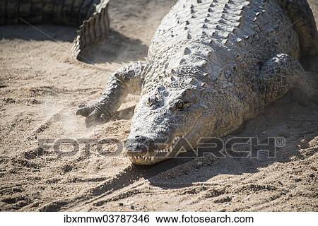 "Nile Crocodile (Crocodylus niloticus), Otjiwarongo Crocodile Ranch, Otjiwarongo, Namibia, Africa" View Large Photo Image Stock Photograph - "Nile Crocodile (Crocodylus niloticus), Otjiwarongo Crocodile Ranch, Otjiwarongo, Namibia, Africa". Fotosearch
