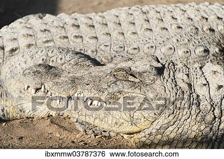 "Nile Crocodile (Crocodylus niloticus), Otjiwarongo Crocodile Ranch, Otjiwarongo, Namibia, Africa" View Large Photo Image Stock Photograph - "Nile Crocodile (Crocodylus niloticus), Otjiwarongo Crocodile Ranch, Otjiwarongo, Namibia, Africa". Fotosearch