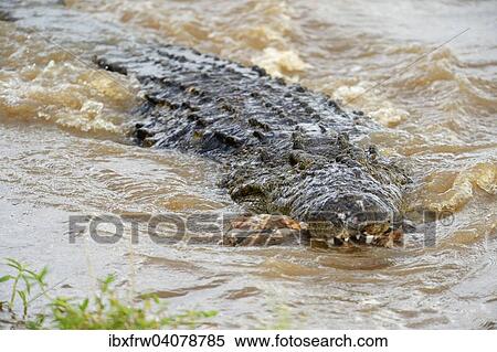 "Nile Crocodile (Crocodylus niloticus) in the Mara River with remnants of a carcass in its mouth, Maasai Mara National Reserve, Kenya, Africa" View Large Photo Image Stock Photography - "Nile Crocodile (Crocodylus niloticus) in the Mara River with remnants of a carcass in its mouth, Maasai Mara National Reserve, Kenya, Africa". Fotosearch