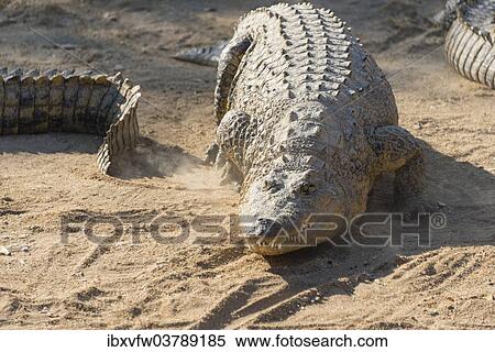 "Nile Crocodile (Crocodylus niloticus), crocodile farm, Otjiwarongo, Namibia, Africa" View Large Photo Image Stock Photography - "Nile Crocodile (Crocodylus niloticus), crocodile farm, Otjiwarongo, Namibia, Africa". Fotosearch
