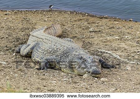 "Nile Crocodile (Crocodylus niloticus), Okapuka Ranch, Namibia, Africa" View Large Photo Image Stock Photography - "Nile Crocodile (Crocodylus niloticus), Okapuka Ranch, Namibia, Africa". Fotosearch