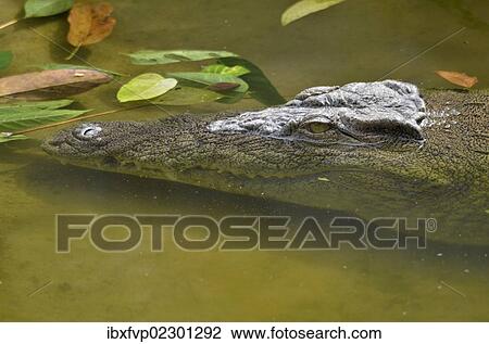 "Nile crocodile or common crocodile (Crocodylus niloticus), Limbe Wildlife Centre, Limbe, Carmoon, Central Africa, Africa" View Large Photo Image Stock Image - "Nile crocodile or common crocodile (Crocodylus niloticus), Limbe Wildlife Centre, Limbe, Carmoon, Central Africa, Africa". Fotosearch