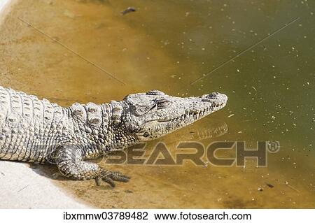 Stock Image - "Nile Crocodiles (Crocodylus niloticus), crocodile ranch, Otjiwarongo, Namibia, Africa". Fotosearch