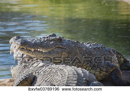 "Nile Crocodiles (Crocodylus niloticus), crocodile farm, Otjiwarongo, Namibia, Africa" View Large Photo Image Stock Photograph - "Nile Crocodiles (Crocodylus niloticus), crocodile farm, Otjiwarongo, Namibia, Africa". Fotosearch