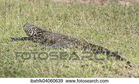 "Nile Monitor (Varanus niloticus), Queen Elizabeth National Park, Uganda, Africa" View Large Photo Image Stock Photo - "Nile Monitor (Varanus niloticus), Queen Elizabeth National Park, Uganda, Africa". Fotosearch