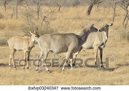 "Nilgai or Nilgaus (Boselaphus tragocamelus), Gir Forest National Park, Gir Sanctuary, Gujarat, India, Asia" View Large Photo Image Stock Photo - "Nilgai or Nilgaus (Boselaphus tragocamelus), Gir Forest National Park, Gir Sanctuary, Gujarat, India, Asia". Fotosearch